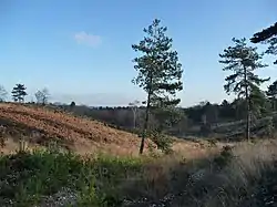 Poors Allotment