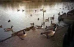 Bay Pond