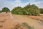 Ephemeral stream (jeri) in silty depression in Ain Al Nuaman