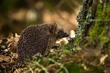 Image 2European HedgehogPhoto: HraldThe European Hedgehog (Erinaceus europaeus) is a hedgehog species native to western and northern Europe. Adults are 20–30 cm (7.9–11.8 in) in length, weighing from 600 to 1,200 g (21 to 42 oz), depending on the season, with males slightly larger than females. It is nocturnal, and if alarmed will roll itself into a ball, protecting itself against potential predators with its spines.More selected pictures