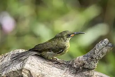 juvenileAnkasa Forest Reserve, Ghana