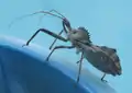 Arilus cristatus on pool skimmer, Arkansas