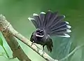 Image 44Fantails are small insectivorous birds of Australasia, Southeast Asia and the Indian subcontinent of the genus Rhipidura in the family Rhipiduridae. The pictured specimen was photographed at Bhawal National Park.Photo Credit: Md shahanshah bappy