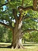 White Oak, September 2013