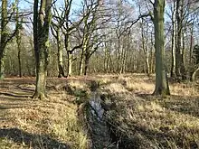 Whitmoor Common
