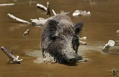 Image 6BoarPhoto credit: Richard BartzA wild boar (Sus scrofa), shown here in an animal sanctuary, the wild ancestor of the domestic pig. Boars are native across much of Central Europe, the Mediterranean Region and much of Asia. Wild boars almost always have thick, short bristly coats ranging in colour from brown through grey to black.More selected pictures
