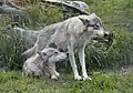 Wolves