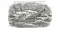 1881 engraving of the wreck of the USS Huron