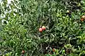 Ximenia americana leaves & fruit at Chilkur near Hyderabad, India.