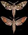 Xylophanes fusimacula