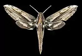 Male dorsal