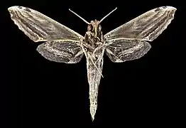 Male ventral