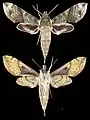 Xylophanes pistacina