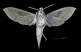 Female ventral