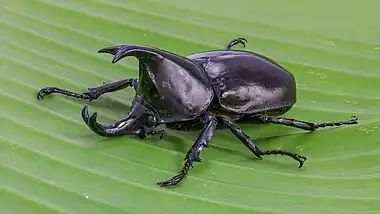 Image 15Xylotrupes socratesPhoto credit: Basile MorinXylotrupes socrates (Siamese rhinoceros beetle, or "fighting beetle"), male, on a banana leaf. This scarab beetle is particularly known for its role in insect fighting in Northern Laos and Thailand.More selected pictures