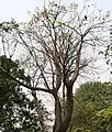 Flowering tree