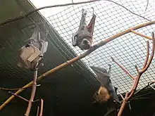 A black bat with a tan head and a black face