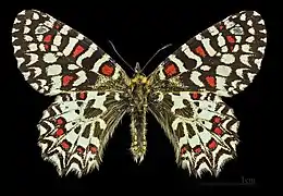Male