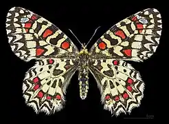 Female