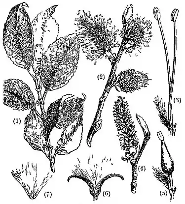 Britannica Willow, Salix caprea.jpg