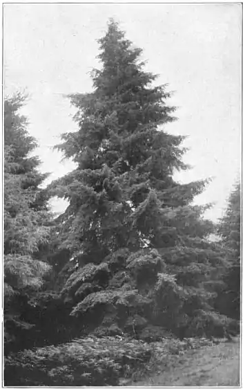 EB1911 - Fir - Plate 1-picD.jpg