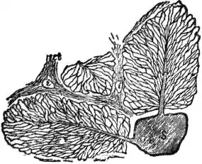 EB1911 - Liver - Fig. 3.—Vertical section through two hepatic lobules of a pig liver.jpg
