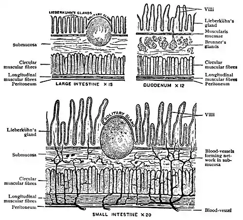 EB1911 Alimentary Canal Fig. 2.—Structure of small and large intestine and duodenum.jpg