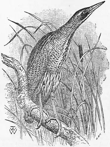 EB1911 Bittern (bird).jpg