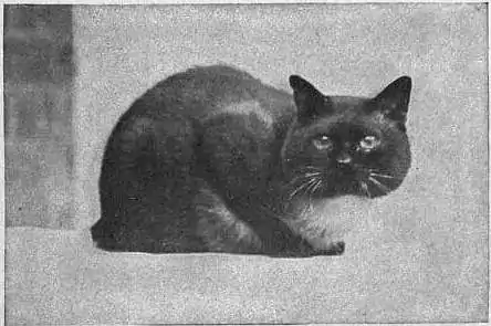 EB1911 Cat - Plate II, Fig. 3.—ROYAL SIAMESE CAT.jpg