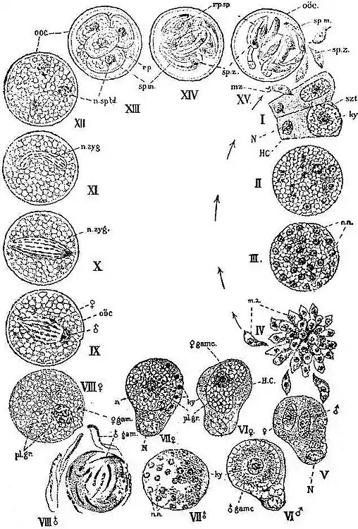 EB1911 Coccidia, Fig. 4.—PHASES OF CARYOTROPHA MESNILII.jpg