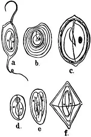 EB1911 Coccidia, Fig. 7.—SPORES OF VARIOUS COCCIDIAN GENERA.jpg