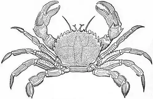 EB1911 Crab - Fig. 4.—Portunus puber (Velvet Swimming Crab).jpg