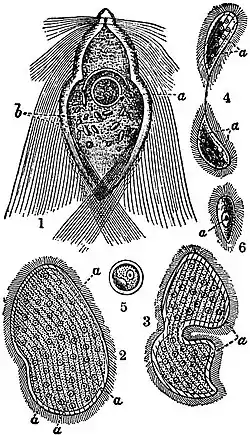 EB1911 Flagellata (3).jpg