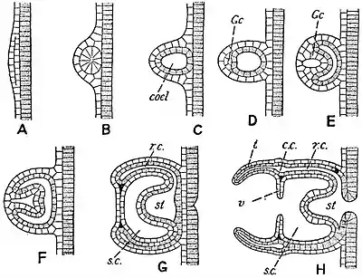 EB1911 Hydromedusae - Budding from the Ectoderm in Margellium.jpg