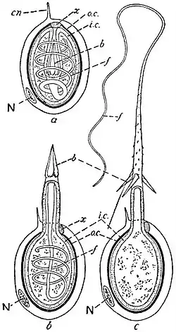 EB1911 Hydromedusae - structure of Nematocysts and their mode of working.jpg