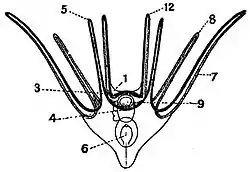 EB1911 Larval Forms - Larva of an Ophiurid.jpg