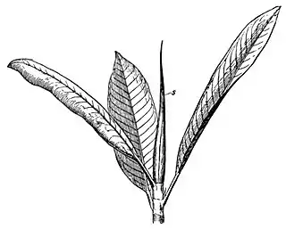 EB1911 Moraceae - Ficus elastica.jpg