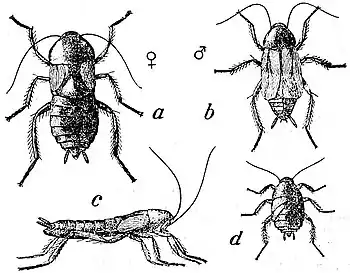 EB1911 Orthoptera - Common Cockroach.jpg
