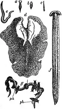 EB1911 Planarians - examples.jpg