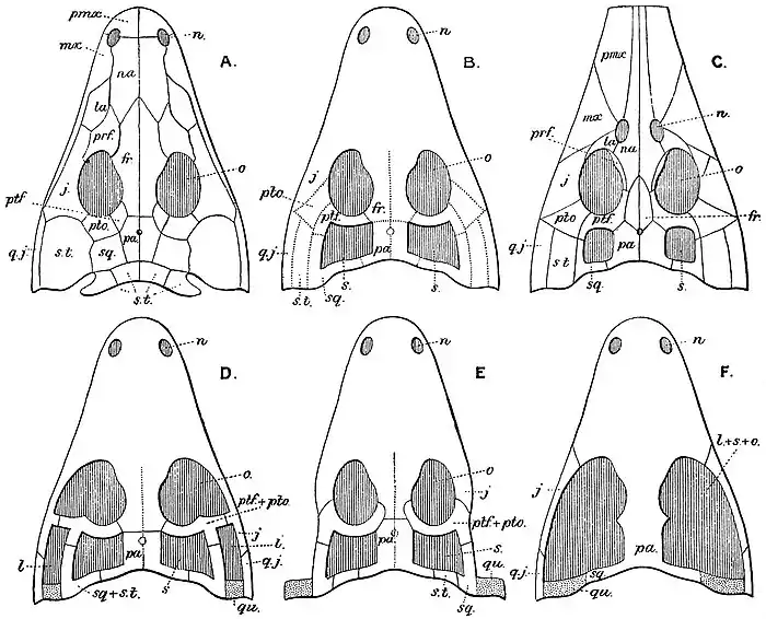 EB1911 Reptiles - Cranial Roof in a Labyrinthodont Amphibian, various types of Reptiles, and a Bird.jpg