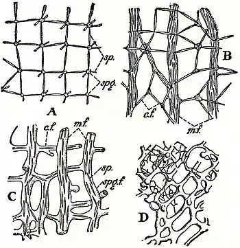 EB1911 Sponges - Evolution of the Pseudoceratose Reticulate type of Skeleton.jpg