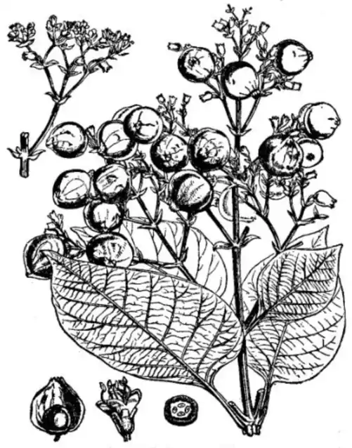 EB1911 Teak (Tectona grandis).png