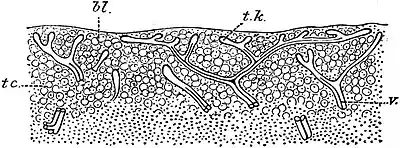 EB1911 Tunicata - surface layer of Test of Ascidia mentula.jpg