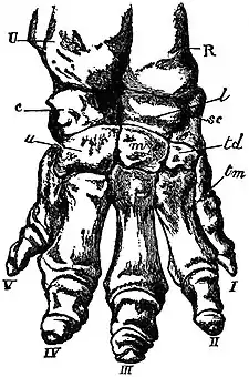 EB1911 Ungulata - Right Fore Foot of Indian Elephant.jpg