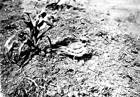 Killdeer, nest and eggs (Bird-Lore).png
