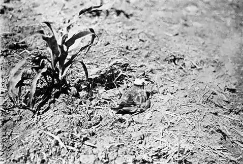 Killdeer on nest (Bird-Lore).png
