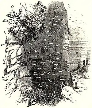 SFR b+w - birds and cliffs.jpg