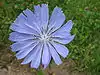 Cichorium intybus (2005 07 05).jpg