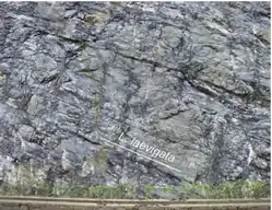 Guzhangian base GSSP.png